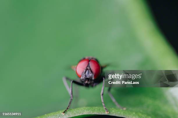 insect fly macro - housefly stock pictures, royalty-free photos & images