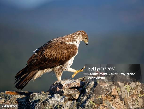 bonelli's eagle (aquila fasciata) with captured rabbit on rock, extremadura, spain - hieraaetus fasciatus stock pictures, royalty-free photos & images