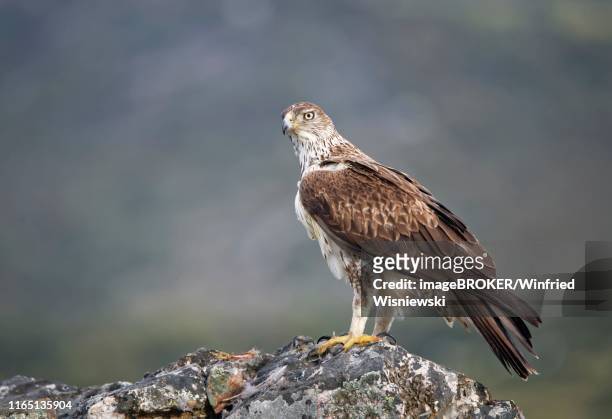 bonelli's eagle (aquila fasciata) on rocks, extremadura, spain - hieraaetus fasciatus stock pictures, royalty-free photos & images