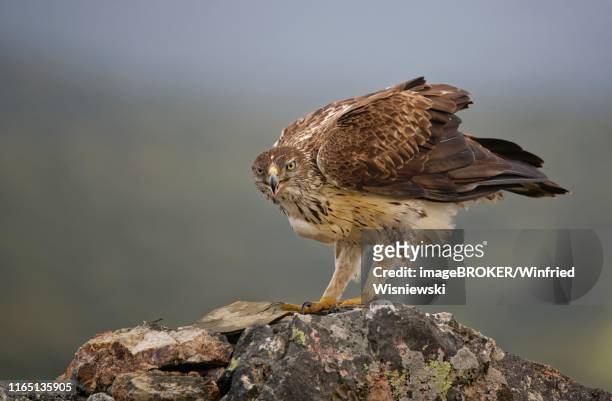 bonelli's eagle (aquila fasciata), calling on rock, extremadura, spain - hieraaetus fasciatus stock pictures, royalty-free photos & images