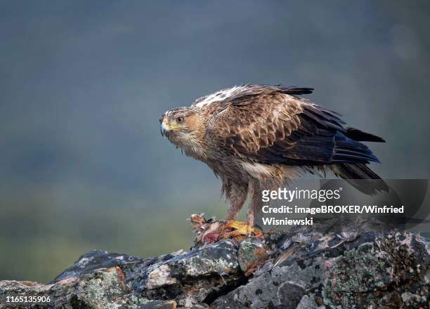 bonelli's eagle (aquila fasciata), female with prey, extremadura, spain - hieraaetus fasciatus stock pictures, royalty-free photos & images