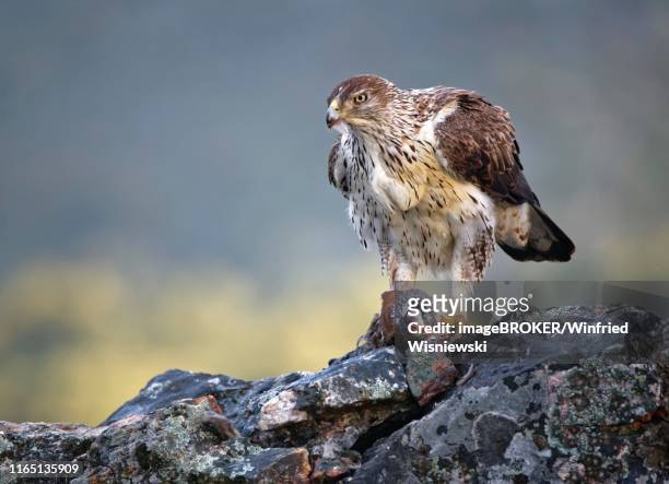bonelli's eagle (aquila fasciata), female with a captured red partridge, extremadura, spain - hieraaetus fasciatus stock pictures, royalty-free photos & images