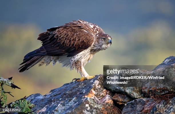 bonelli's eagle (aquila fasciata), standing puffed up on rocks, extremadura, spain - hieraaetus fasciatus stock pictures, royalty-free photos & images