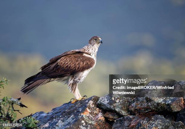 bonelli's eagle (aquila fasciata) looking for rocks, extremadura, spain - hieraaetus fasciatus stock pictures, royalty-free photos & images