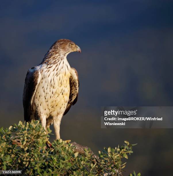 bonelli's eagle (aquila fasciata) sitting on tree and looking out, extremadura, spain - hieraaetus fasciatus stock pictures, royalty-free photos & images