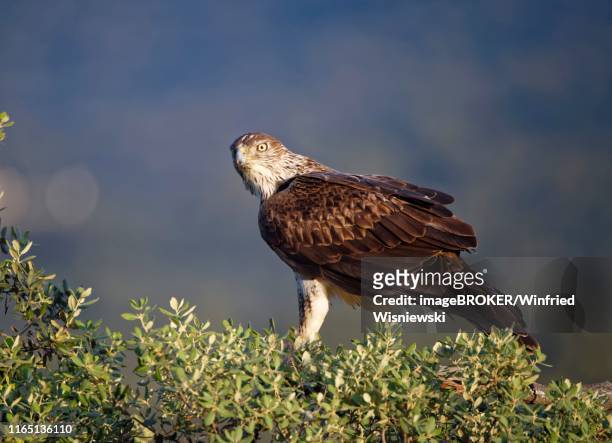 bonelli's eagle (aquila fasciata) sits attentively on a tree, extremadura, spain - hieraaetus fasciatus stock pictures, royalty-free photos & images