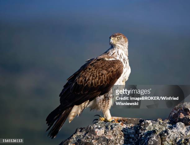 bonelli's eagle (aquila fasciata) looking for rocks, extremadura, spain - hieraaetus fasciatus stock pictures, royalty-free photos & images