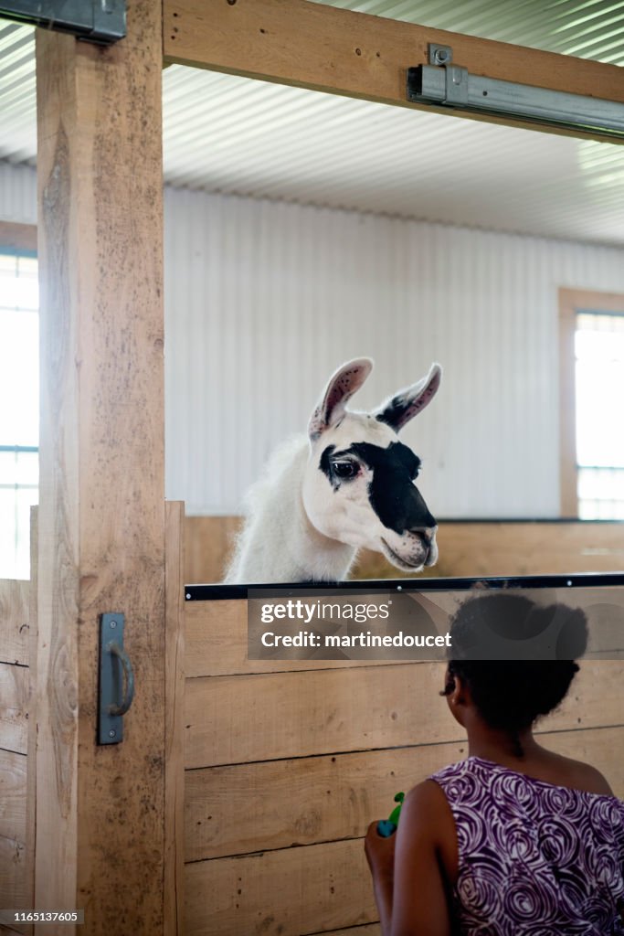 Ung flicka med autism ansluter med lamadjur i ett speciellt centrum.