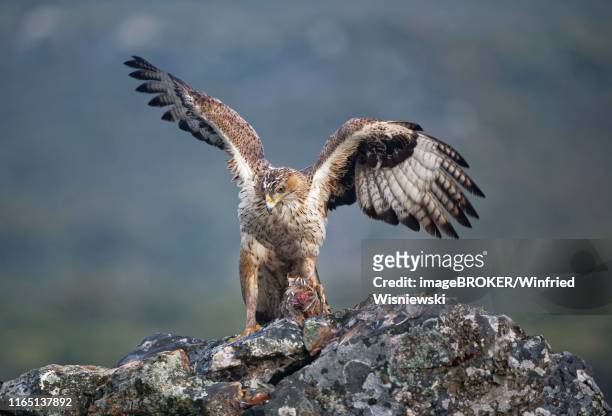 bonelli's eagle (aquila fasciata), female with prey, extremadura, spain - hieraaetus fasciatus stock pictures, royalty-free photos & images