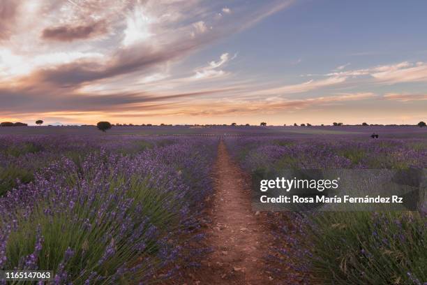 lavender fields at sunset brihuega, guadalajara, castilla la mancha, spain. - rosa violette parfumee photos et images de collection