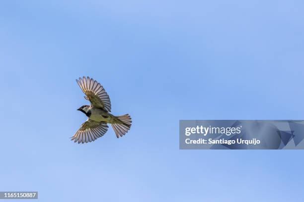 sparrow in mid-flight - mus stockfoto's en -beelden