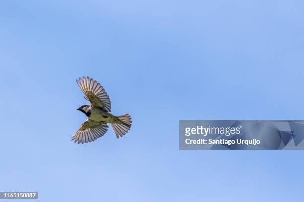 sparrow in mid-flight - songbird flying stock pictures, royalty-free photos & images