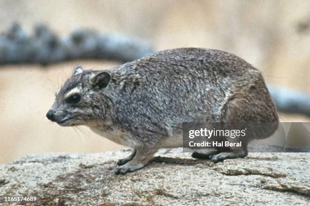 tree hyrax - tree hyrax stock pictures, royalty-free photos & images