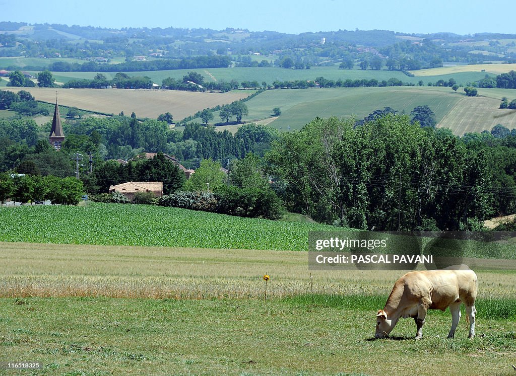 A cow grazes in a field hit by drought,