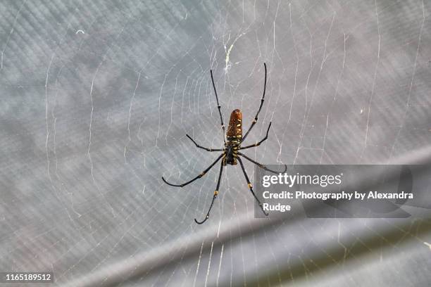 giant golden orb weaver. - chelicera stock pictures, royalty-free photos & images