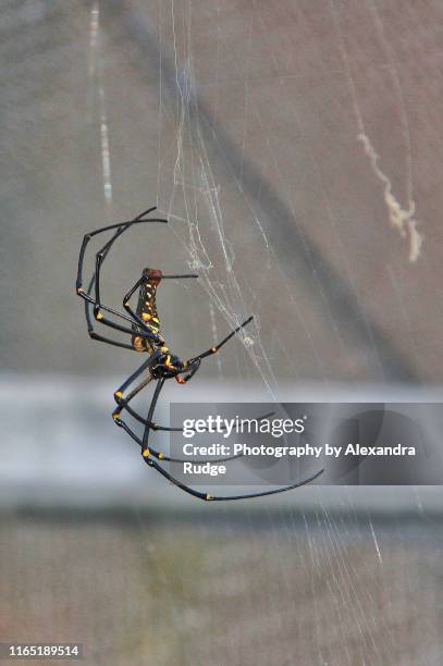 giant golden orb weaver. - 鋏角 ストックフォトと画像