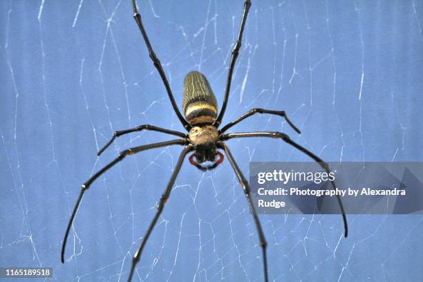 giant golden orb weaver. - chelicera stock pictures, royalty-free photos & images