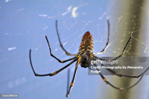 giant golden orb weaver. - chelicera stock pictures, royalty-free photos & images