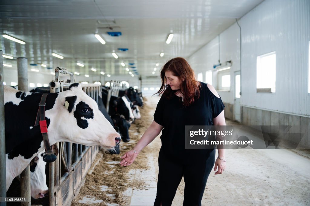 Mujer que se conecta con la vaca en la granja lechera.