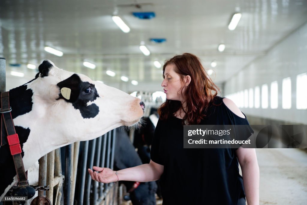 Femme se connectant avec la vache dans la ferme laitière.