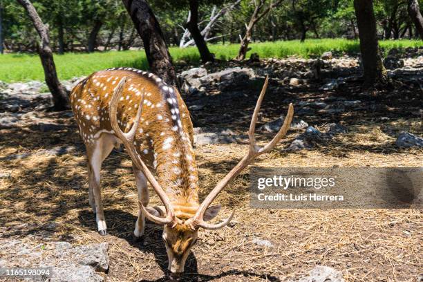 fallow deer in the forest - deer park texas stock pictures, royalty-free photos & images