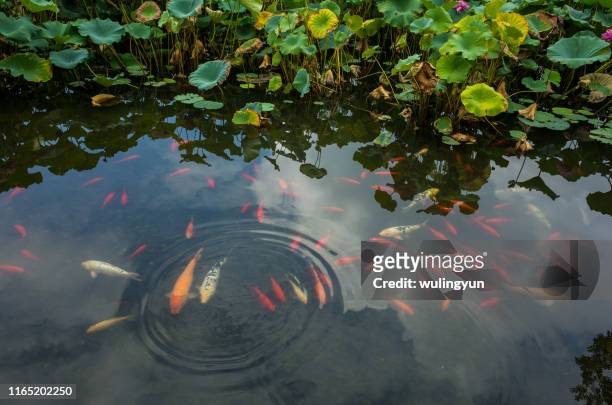 sky reflected lotus pond with goldfish and koi fish - fish pond stock pictures, royalty-free photos & images