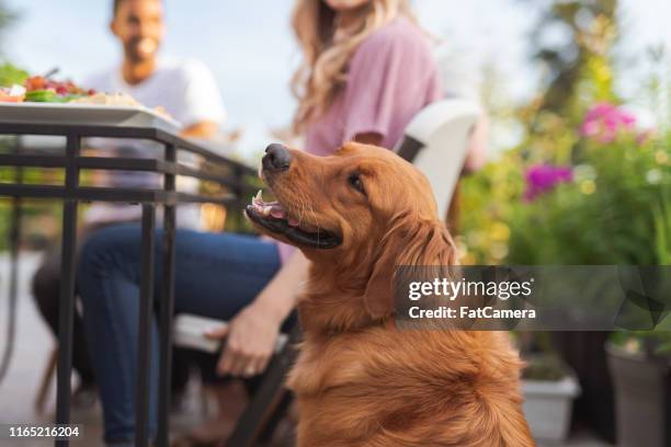 en grupp unga vuxna vänner dining al fresco på en uteplats - terraced field bildbanksfoton och bilder