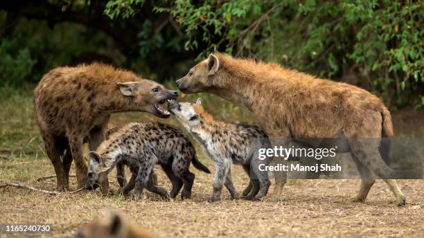 spotted hyena puppy in a play fight with a male adult in masai mara - hyena bildbanksfoton och bilder