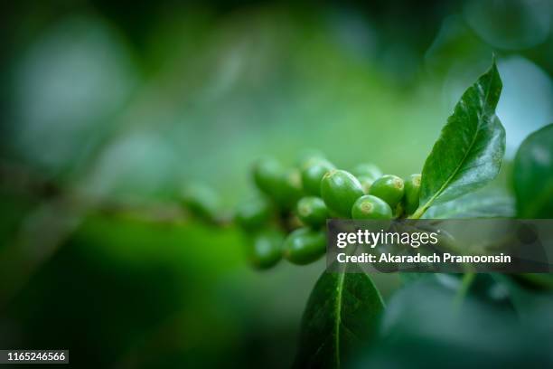 coffee bean close-up view, green arabica seeds, thailand - plantation de café photos et images de collection