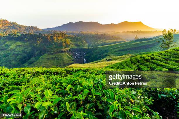 tea plantation in nuwara eliya at sunrise, sri lanka - sri lanka and tea plantation photos et images de collection