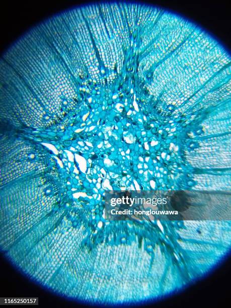 sezione trasversale tiglio al microscopio - membrana cellulare foto e immagini stock