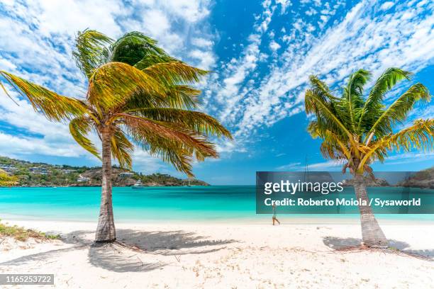 woman on a palm-fringed beach, caribbean - mauritius beach stock-fotos und bilder