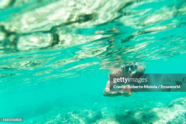 man snorkelling holding a starfish, caribbean - fish barbados stock pictures, royalty-free photos & images