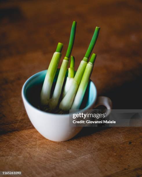 homegrown spring onions. - cebolla de primavera fotografías e imágenes de stock