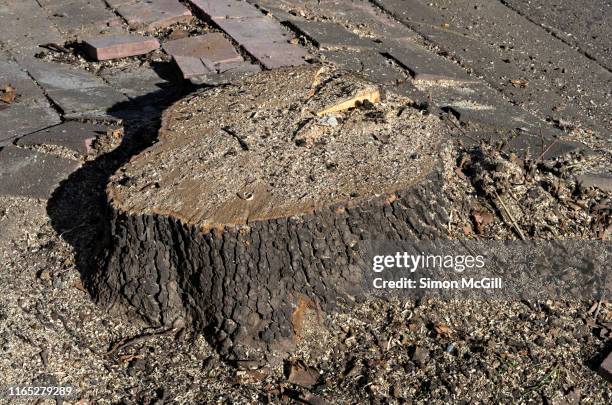 tree stump of a recently-felled roadside street tree - tree stump bildbanksfoton och bilder