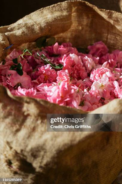 kelaat m'gouna rose harvest, dades valley - tela ruvida foto e immagini stock