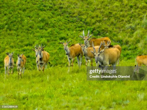 eland herd in ukhahlamba drakensberg park - pietermaritzburg fotografías e imágenes de stock