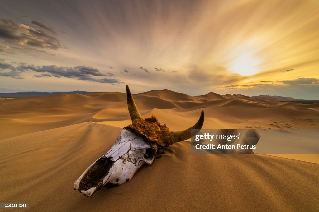 Bull skull in the sand desert at sunset.