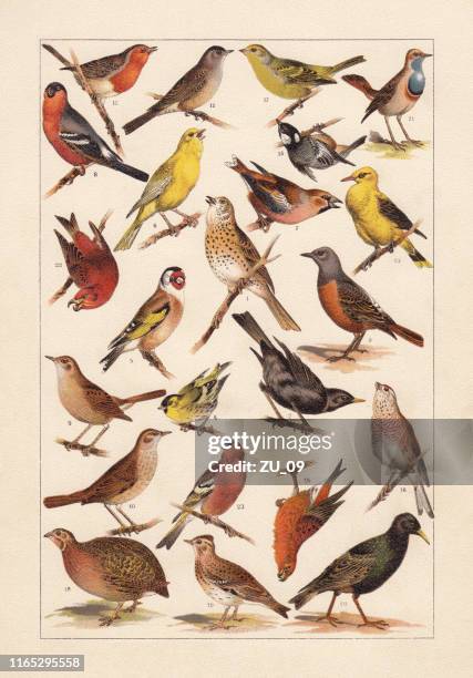 european songbirds, chromolithograph, published in 1896 - yellow finch stock illustrations