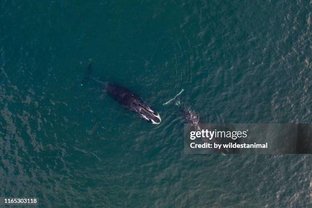 aerial view of two bowhead whales in shallow water, sea of okhotsk, eastern russia. - sea of okhotsk stock pictures, royalty-free photos & images