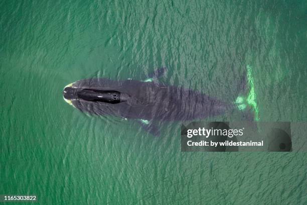 close up aerial view of a bowhead whale as it comes up to breathe in a shallow water area of the sea of okhotsk, russia. - baleia franca boreal imagens e fotografias de stock