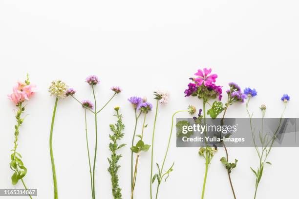 border of dainty colorful summer flowers - purple skirt bildbanksfoton och bilder