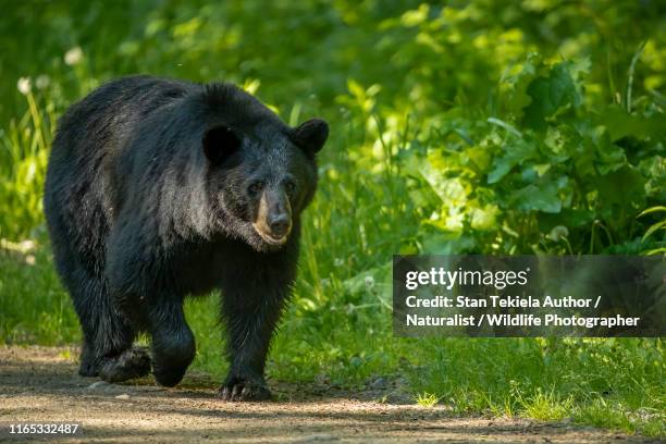american black bear adult male - black bear stock pictures, royalty-free photos & images
