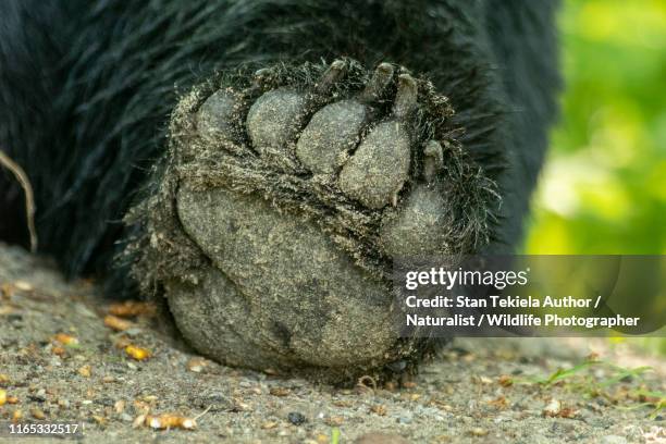 american black bear hind foot, pad of foot, - black bear claws stock pictures, royalty-free photos & images