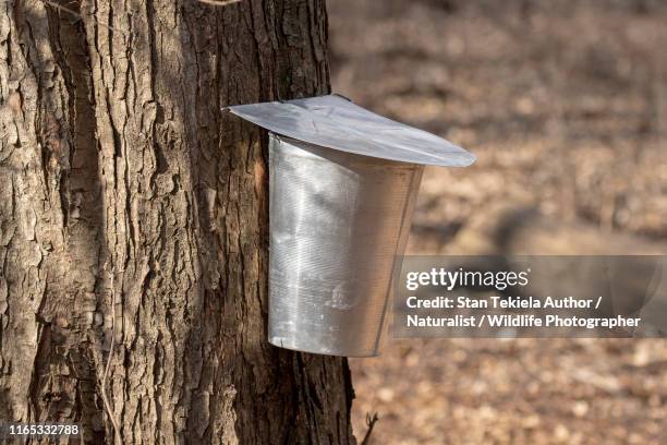 maple sap bucket collecting maple sap in spring - sugar maple stock pictures, royalty-free photos & images