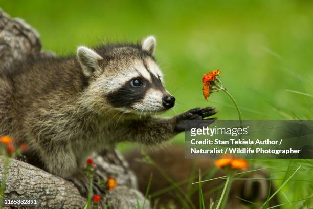 northern raccoon reaching for flower - wild flowers stockfoto's en -beelden