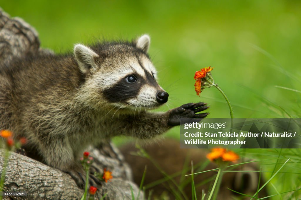 Photograph Raccoons Northern Raccoon Reaching For Flower High-Res Stock Photo - Getty Images