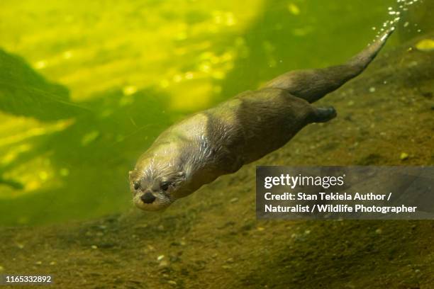 river otter swimming underwater - river otter stock pictures, royalty-free photos & images