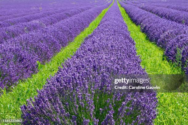 colors - cambiar-de-color fotografías e imágenes de stock