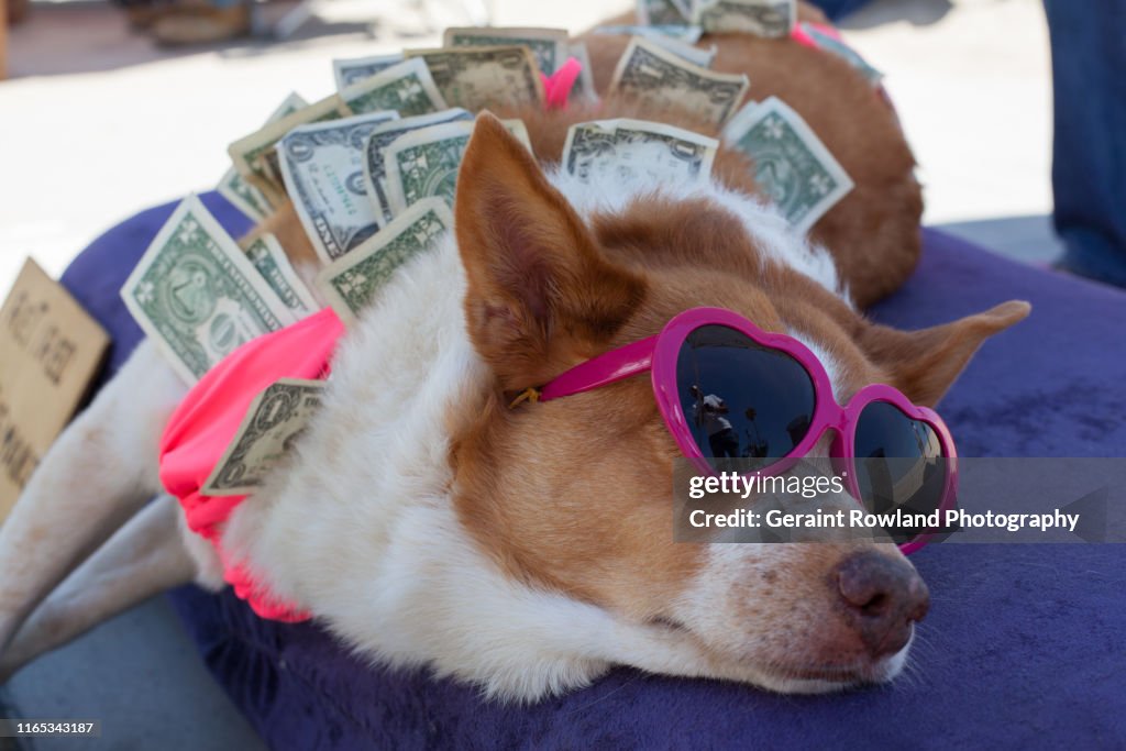 Dog & Dollar Bills